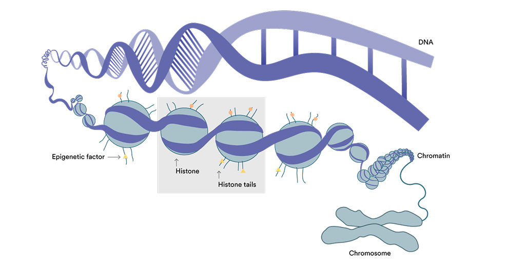Understanding epigenetic modulation